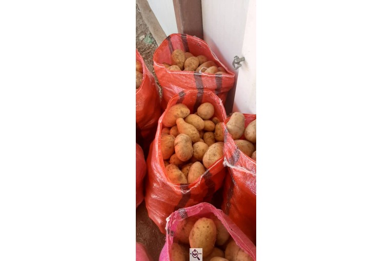 فروش سیب زمینی بذری و خوراک خانلو در زنجان