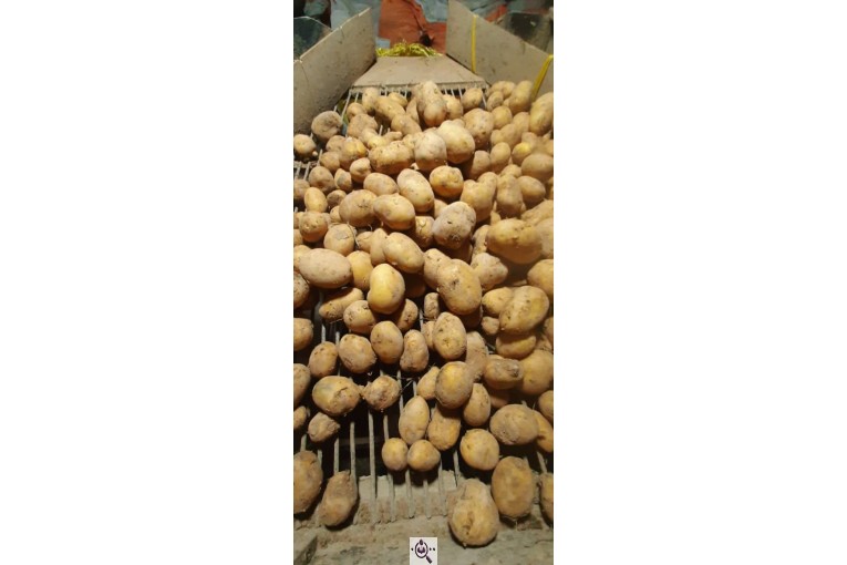 فروش سیب زمینی بذری و خوراک خانلو در زنجان