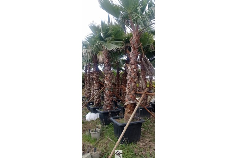 گل فروشی سرای گل در چابکسر