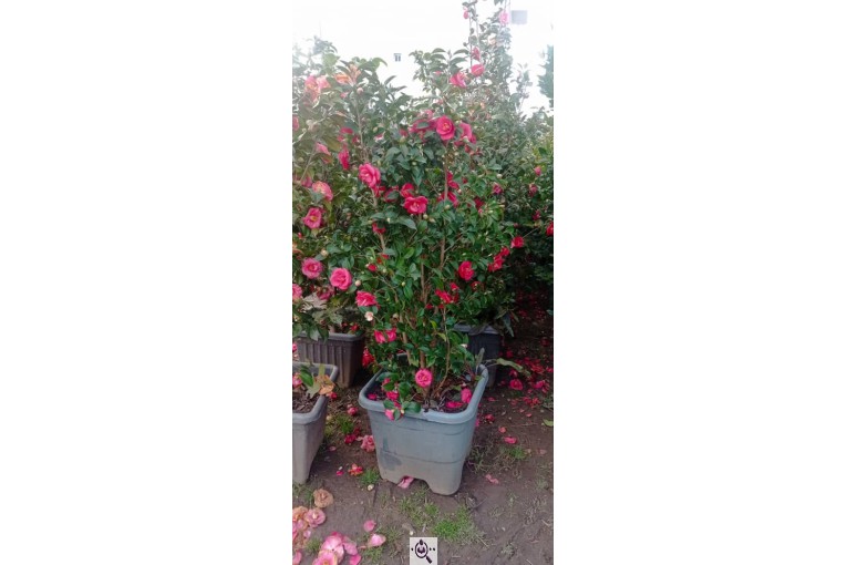 گل فروشی سرای گل در چابکسر