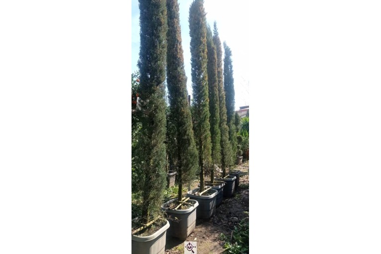 گل فروشی سرای گل در چابکسر