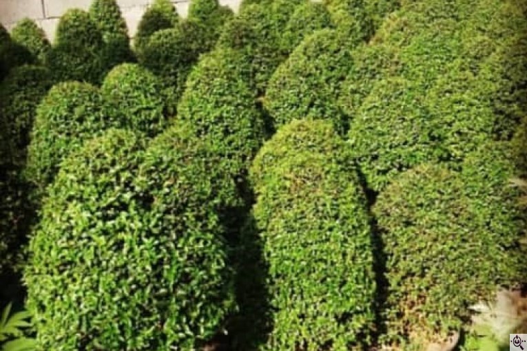 گل فروشی سرای گل در چابکسر
