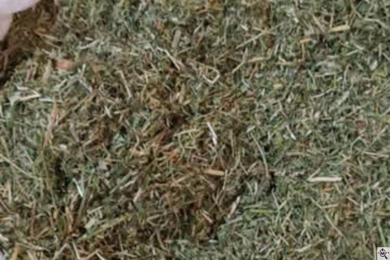 خوراک دام تخم طلا در کوچصفهان گیلان