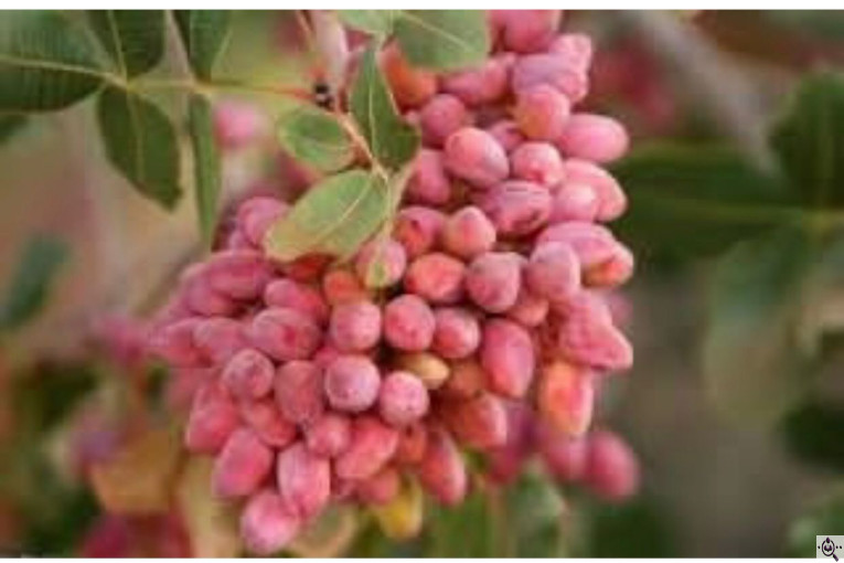 خرید و فروش پسته ایزدی در کرمان