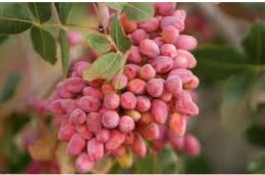 خرید و فروش پسته ایزدی در کرمان