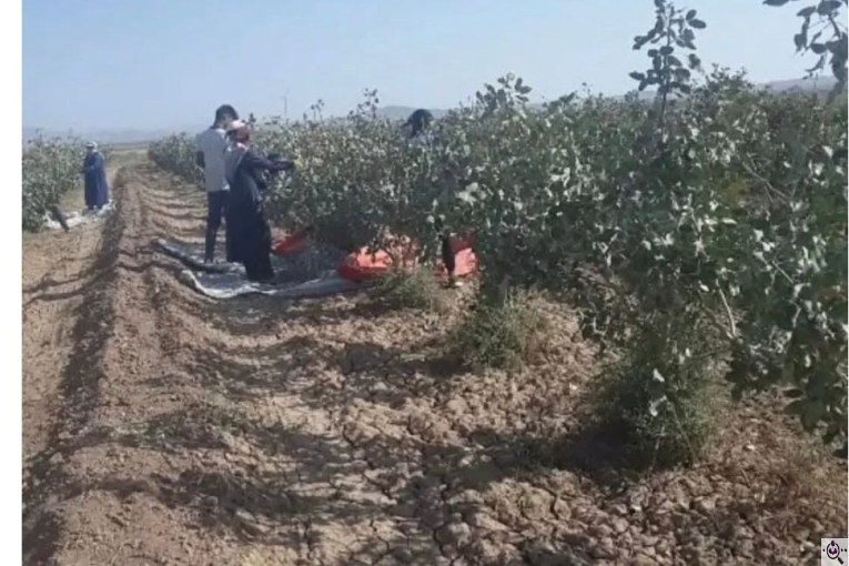 خرید و فروش پسته ایزدی در کرمان