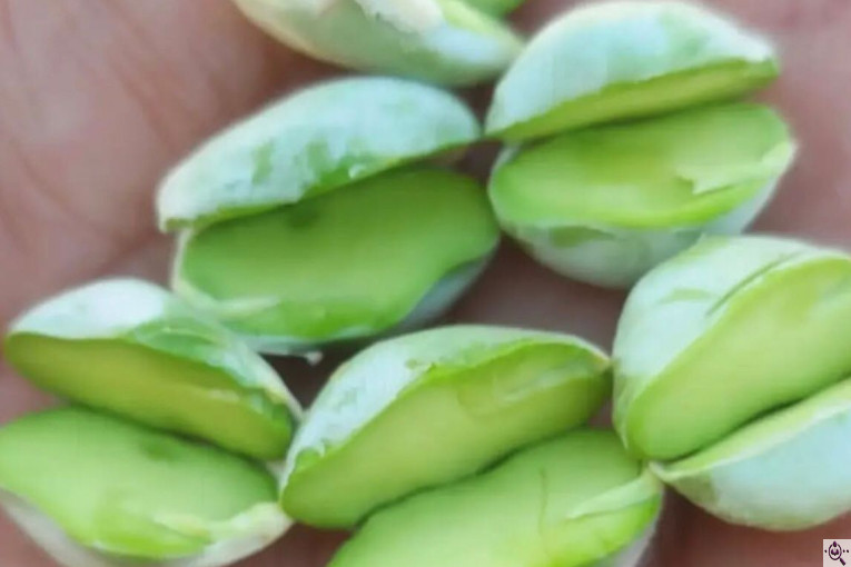 خرید و فروش پسته ایزدی در کرمان