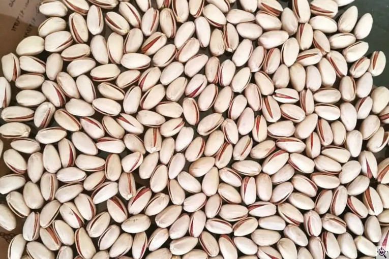 خرید و فروش پسته ایزدی در کرمان