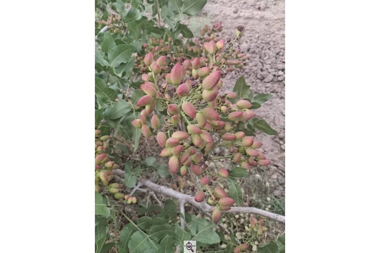 خرید و فروش پسته ایزدی در کرمان