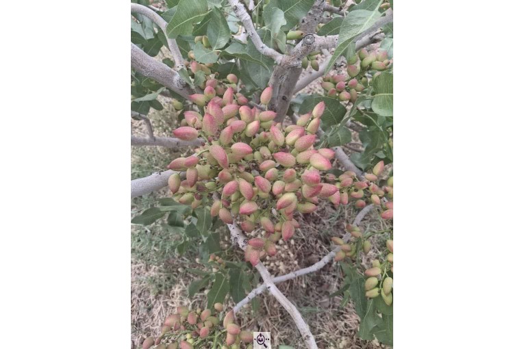 خرید و فروش پسته ایزدی در کرمان