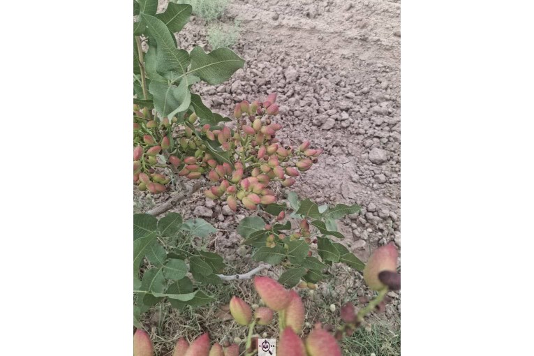 خرید و فروش پسته ایزدی در کرمان
