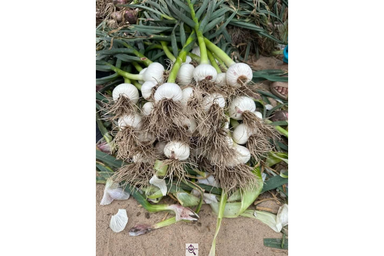 صادرات اسفندیاری در کاشمر