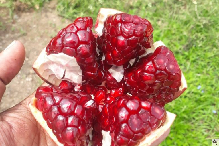 صادرات انواع میوه یوسف اسفندیاری در کاشمر