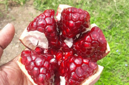 صادرات انواع میوه یوسف اسفندیاری در کاشمر