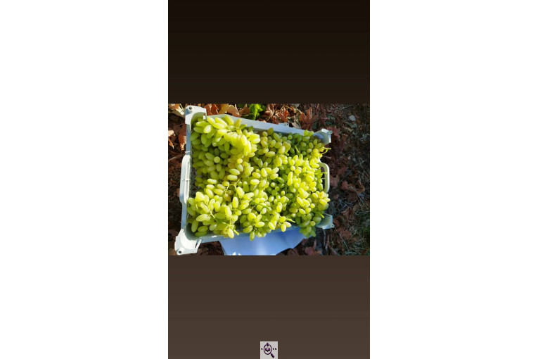 صادرات انواع میوه یوسف اسفندیاری در کاشمر