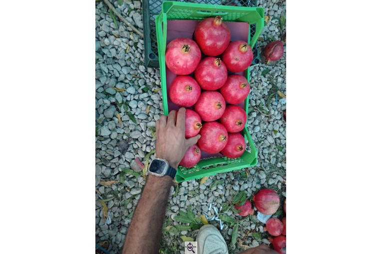 صادرات انواع میوه یوسف اسفندیاری در کاشمر