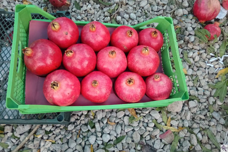 صادرات انواع میوه یوسف اسفندیاری در کاشمر