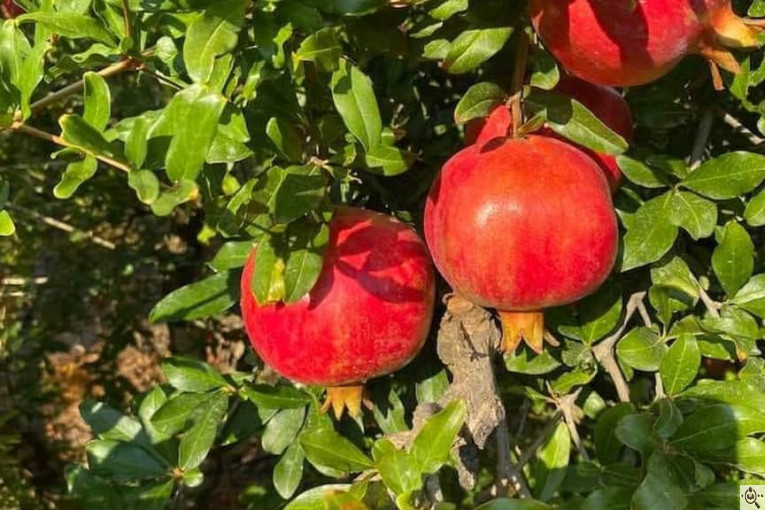 صادرات انواع میوه یوسف اسفندیاری در کاشمر