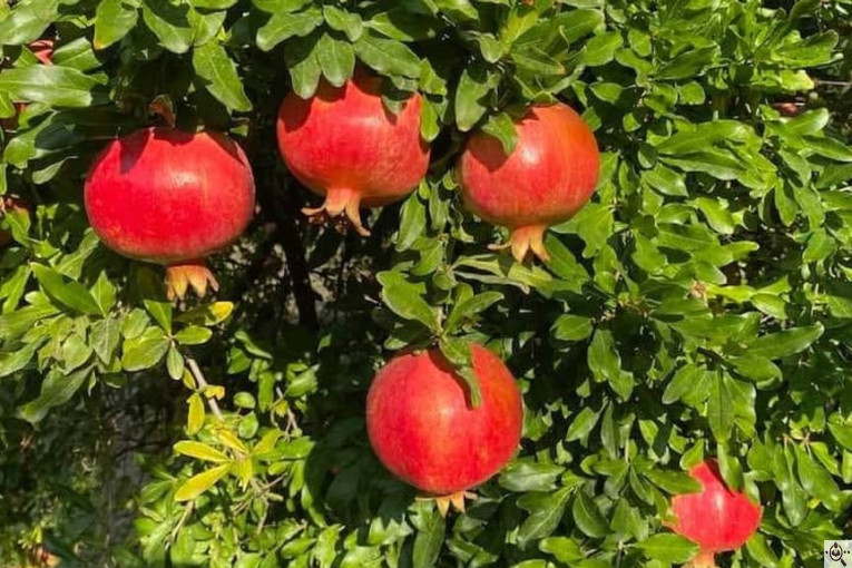 صادرات انواع میوه یوسف اسفندیاری در کاشمر