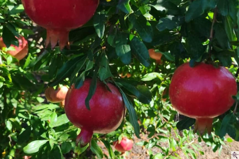 صادرات انواع میوه یوسف اسفندیاری در کاشمر