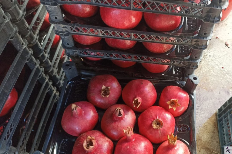 صادرات انواع میوه یوسف اسفندیاری در کاشمر