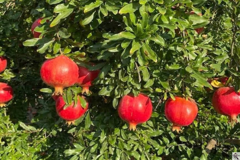 صادرات انواع میوه یوسف اسفندیاری در کاشمر