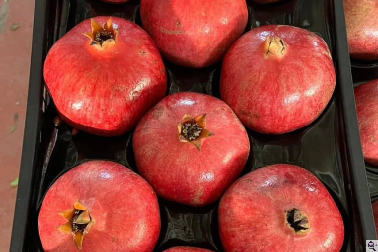 صادرات انواع میوه یوسف اسفندیاری در کاشمر