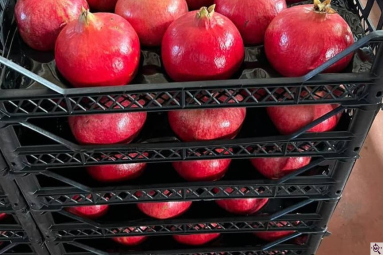 صادرات انواع میوه یوسف اسفندیاری در کاشمر