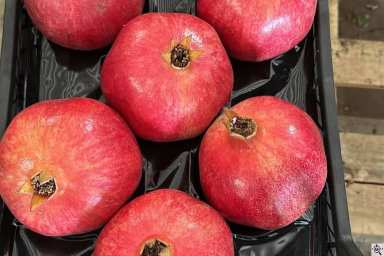 صادرات انواع میوه یوسف اسفندیاری در کاشمر