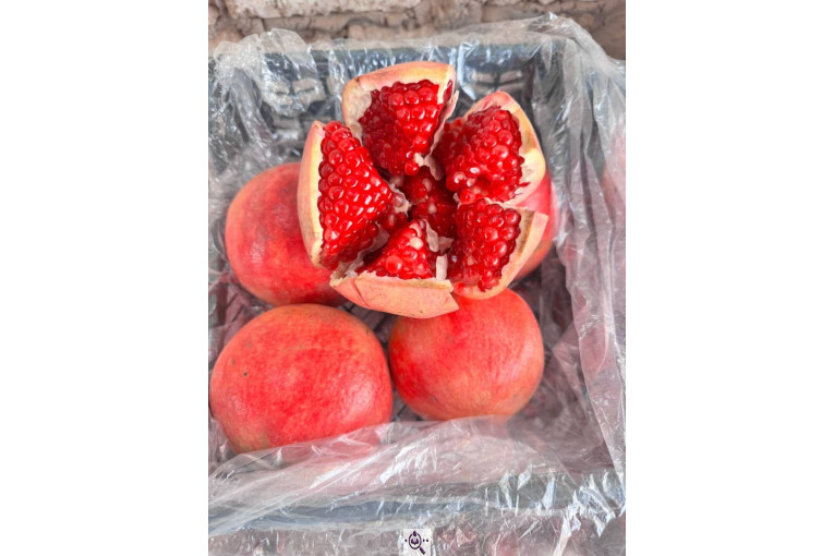 صادرات انواع میوه یوسف اسفندیاری در کاشمر