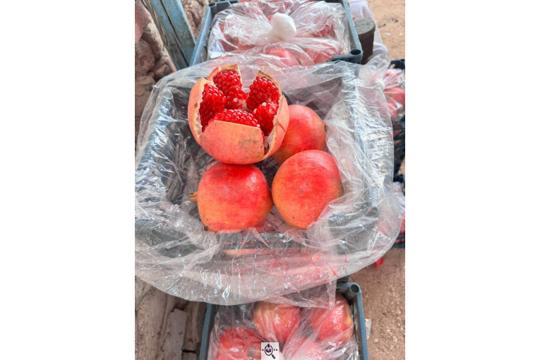 صادرات انواع میوه یوسف اسفندیاری در کاشمر