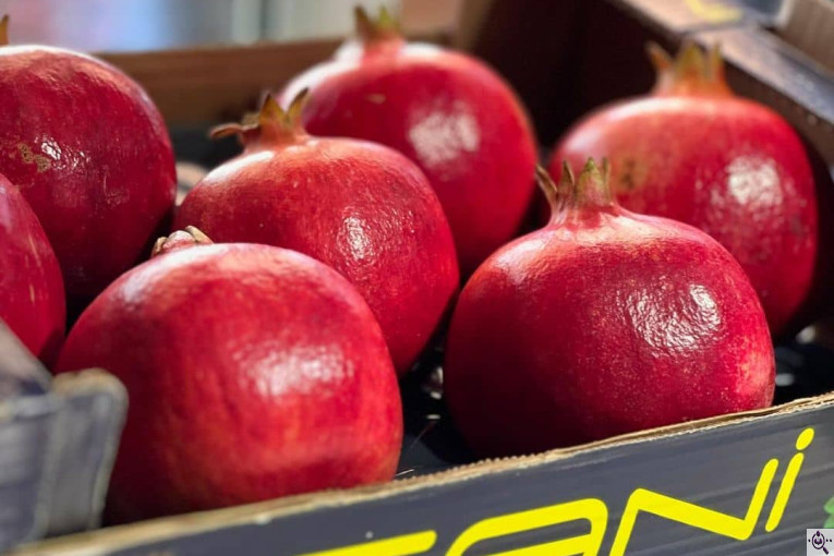 صادرات انواع میوه یوسف اسفندیاری در کاشمر