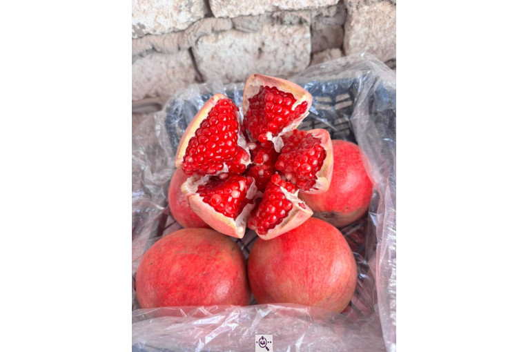 صادرات انواع میوه یوسف اسفندیاری در کاشمر