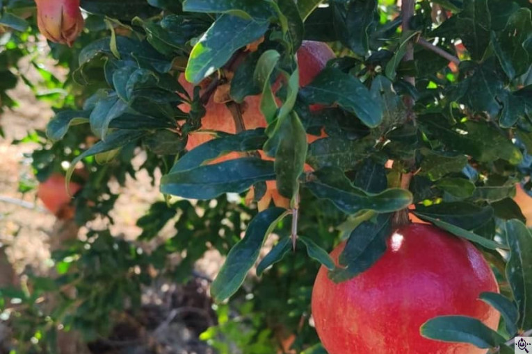 صادرات انواع میوه یوسف اسفندیاری در کاشمر