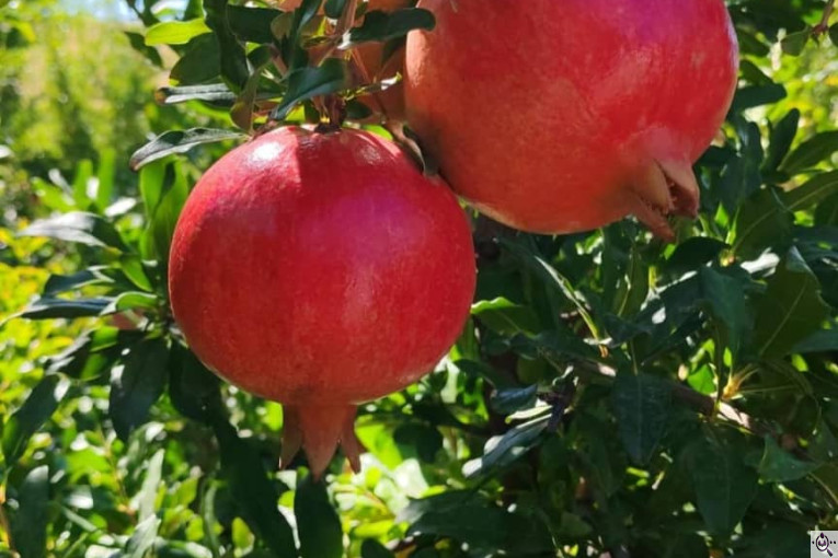 صادرات انواع میوه یوسف اسفندیاری در کاشمر