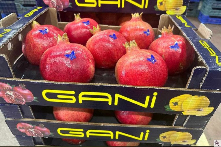 صادرات انواع میوه یوسف اسفندیاری در کاشمر