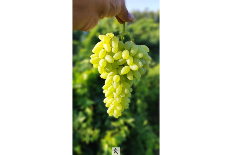 صادرات انواع میوه یوسف اسفندیاری در کاشمر