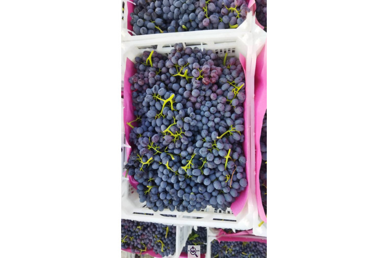 صادرات انواع میوه یوسف اسفندیاری در کاشمر