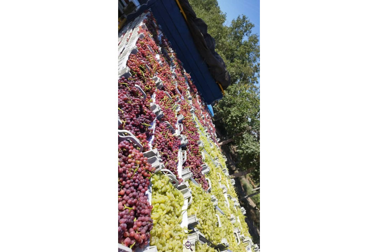 صادرات انواع میوه یوسف اسفندیاری در کاشمر