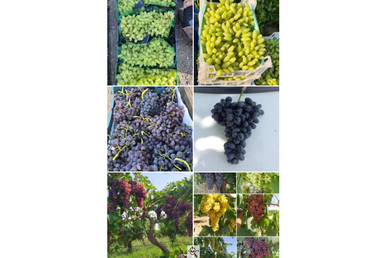 صادرات انواع میوه یوسف اسفندیاری در کاشمر