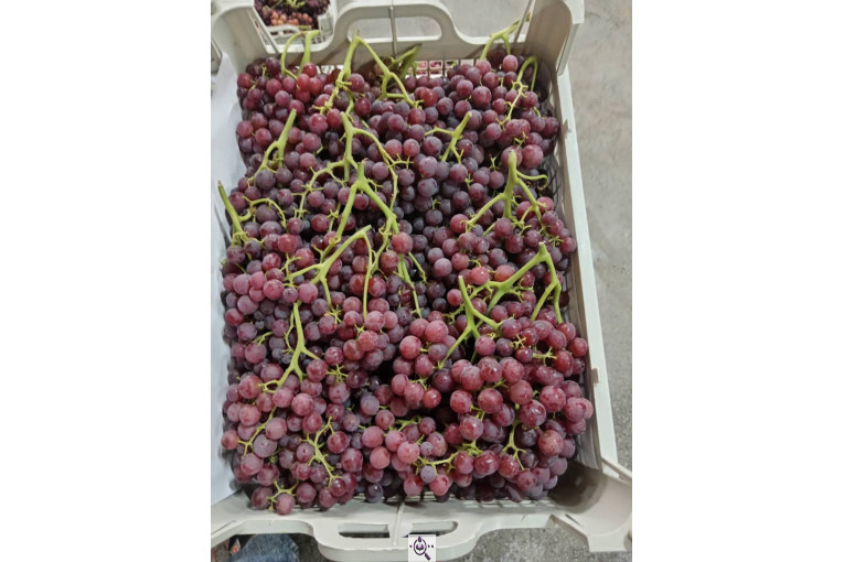 صادرات انواع میوه یوسف اسفندیاری در کاشمر