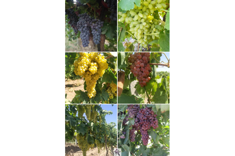 صادرات انواع میوه یوسف اسفندیاری در کاشمر