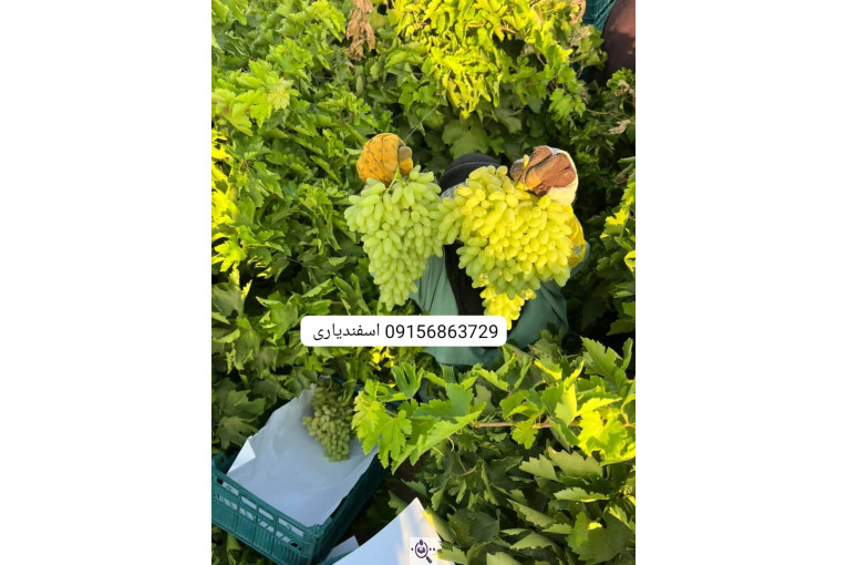 صادرات انواع میوه یوسف اسفندیاری در کاشمر