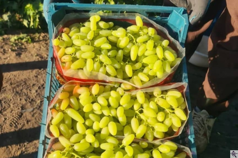 صادرات انواع میوه یوسف اسفندیاری در کاشمر