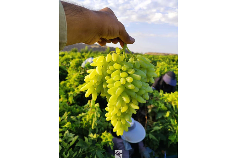 صادرات انواع میوه یوسف اسفندیاری در کاشمر