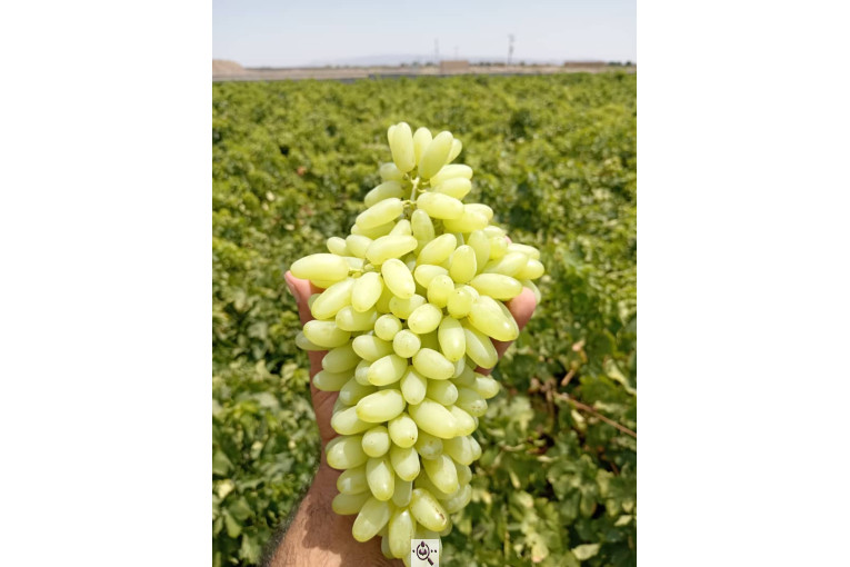 صادرات انواع میوه یوسف اسفندیاری در کاشمر