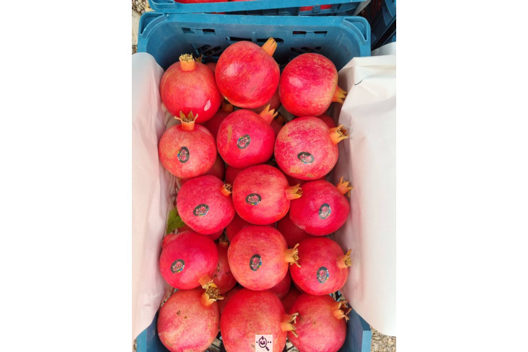 صادرات انواع میوه یوسف اسفندیاری در کاشمر