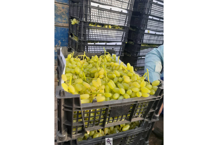 صادرات انواع میوه یوسف اسفندیاری در کاشمر