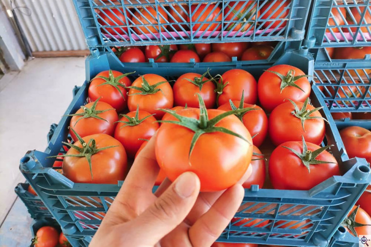 صادرات انواع میوه یوسف اسفندیاری در کاشمر