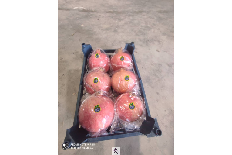 صادرات انواع میوه یوسف اسفندیاری در کاشمر